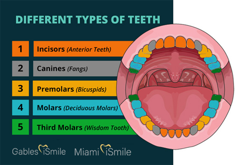 You are currently viewing 5 Different Types of Teeth