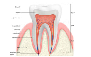 Read more about the article Understanding the Parts of Your Teeth: A Detailed Breakdown